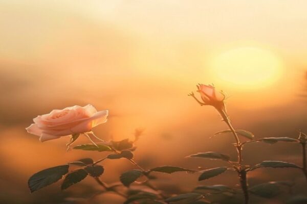 What Does the Bible Say About Anxiety? 12 Verses for Peace